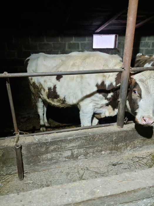 продам бычков 9 голов