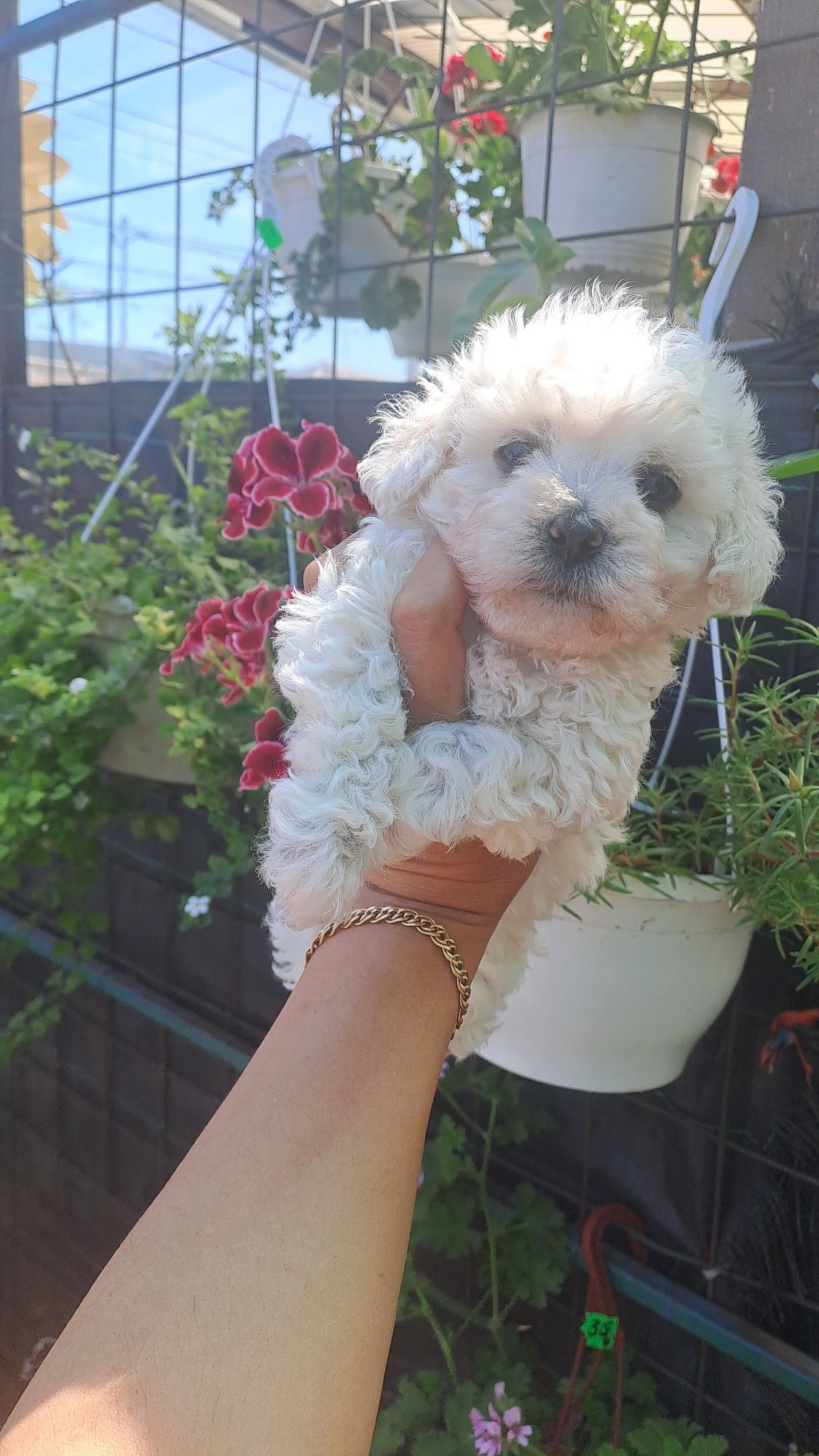 O papusa vie cu suflet curat bichon frise