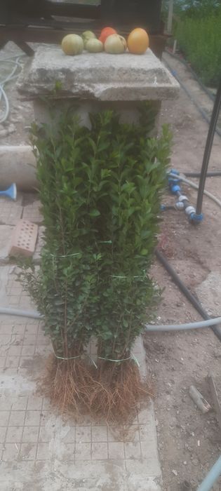 Жив плет Лигуструм