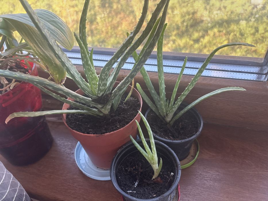 Vând pui de aloe vera