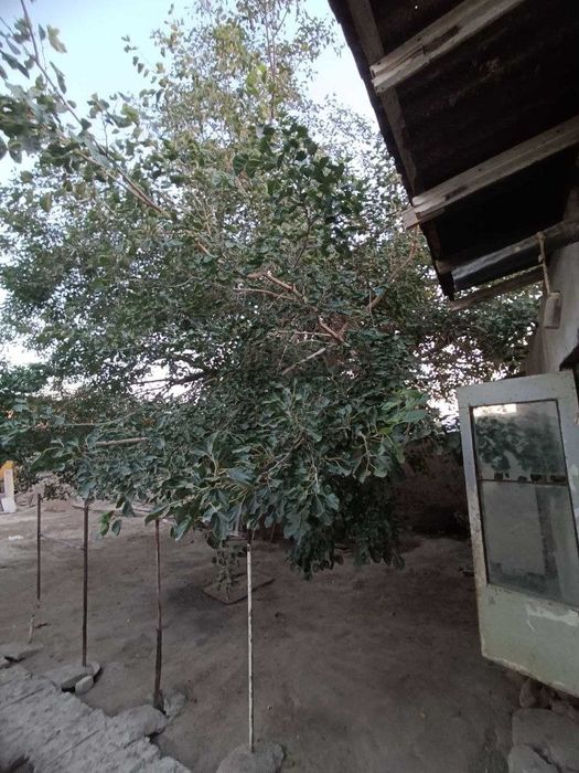 O'tinlar soltiladi