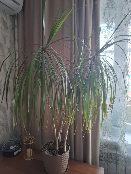 Продам цветок Драцена