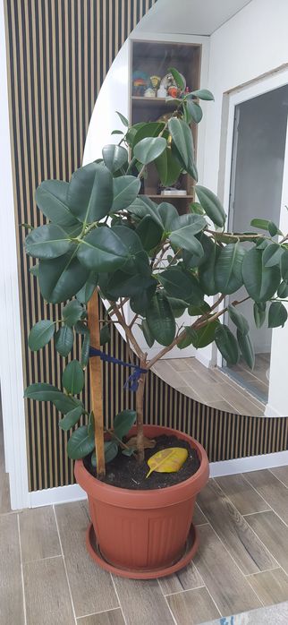 Продам фикус, высота 1,6 очень красивый