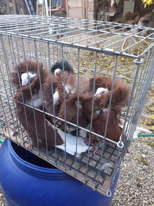 Porumbei de vânzare