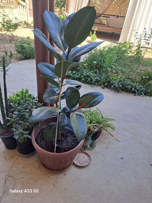 Цветы в идеальном состоянии