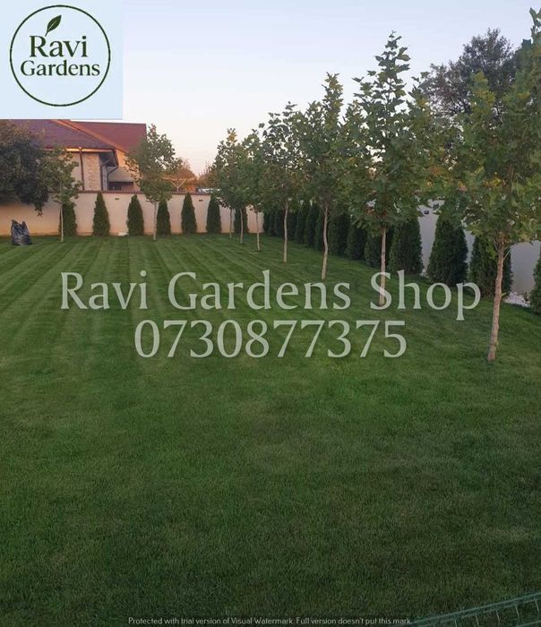 Copaci Foioși Sănătoși | Tei, Platan | Transport Asigurat