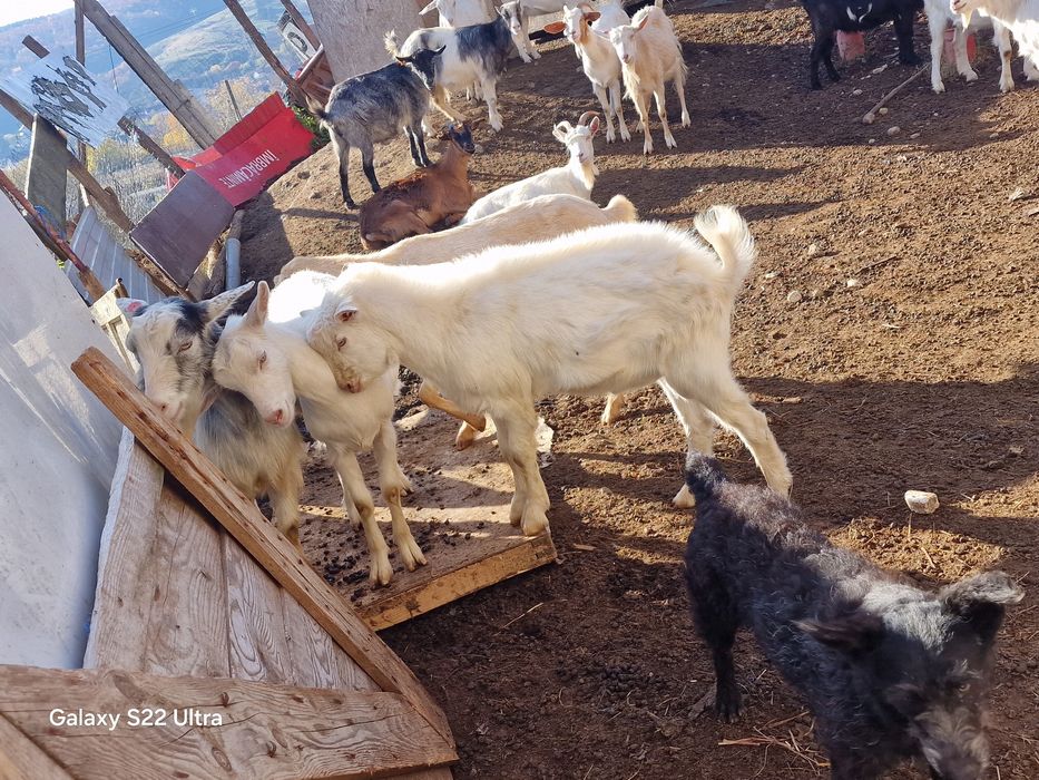 Vand tap 5 luni ciut