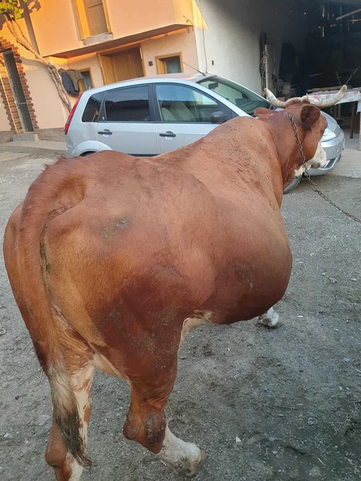 Vaca Baltata romaneasca