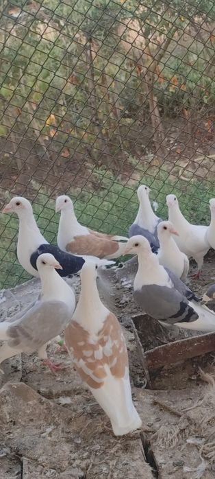 Voiajori căpăciți