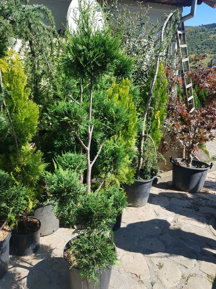 Plante ornamentale aclimatizate calitate extra