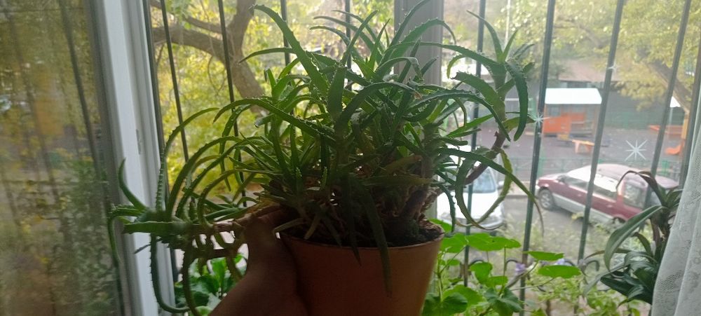Продам алоэ разных размеров срочно