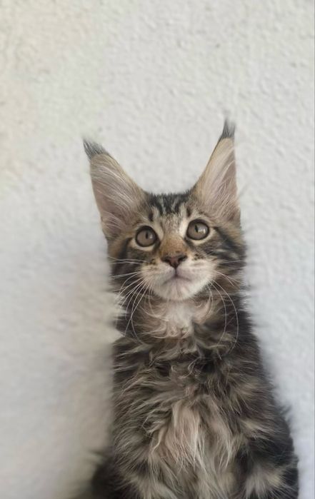 Продам Мейн куна строго в вотсап