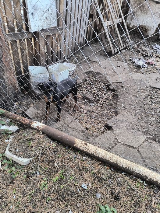 Ягтериери две женски на 6 месеца ваксинирани цена по 250 лв