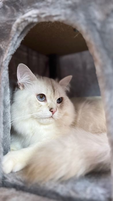 Motan de 2 ani, blăniță lungă, ochi albaștri