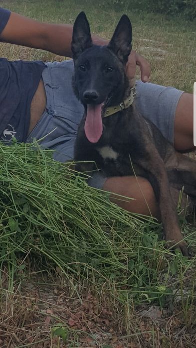 малиня тозза кон