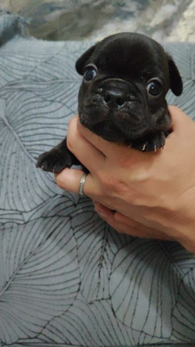 Французский бульдог мальчик