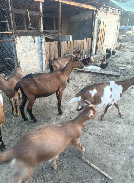 De vânzare ,cele mari sunt gestante cu țap alpin din poze