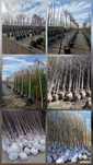 Piatra naturala , Gazon rulou, Plante ornamentale