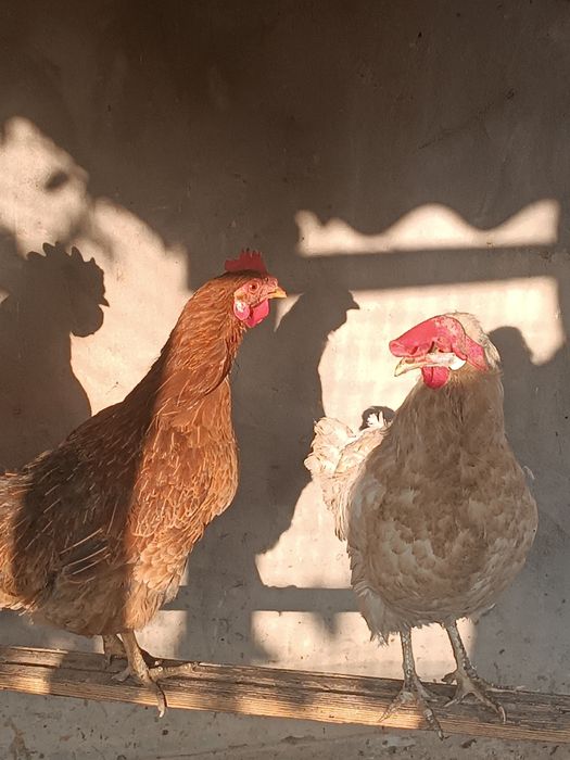 Tovuq sotiladi soyishga