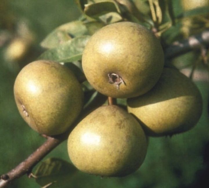 Par (Josephine de Malines )