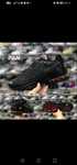 Nike air max plus 3 tune
