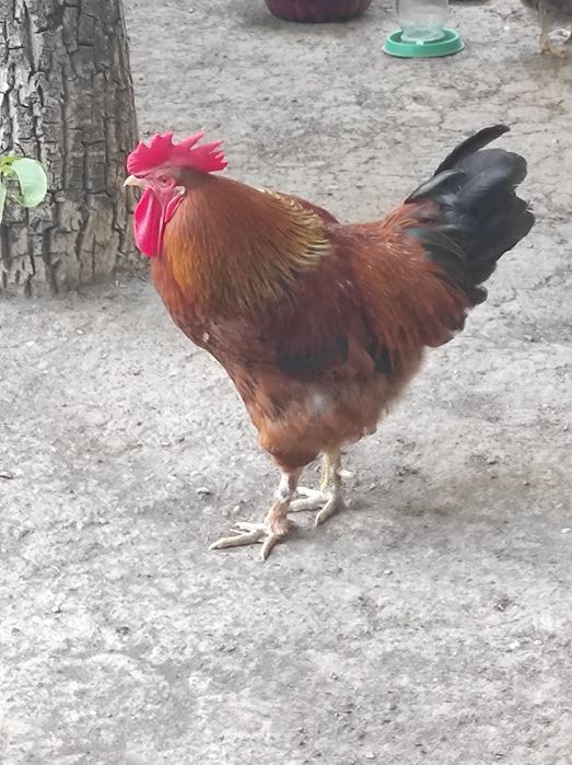 Домашние птицы. Петух