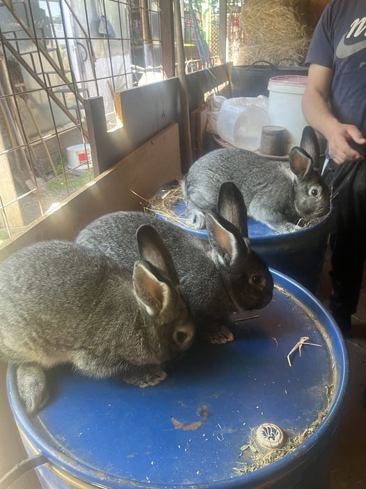 Iepuri chinchilla