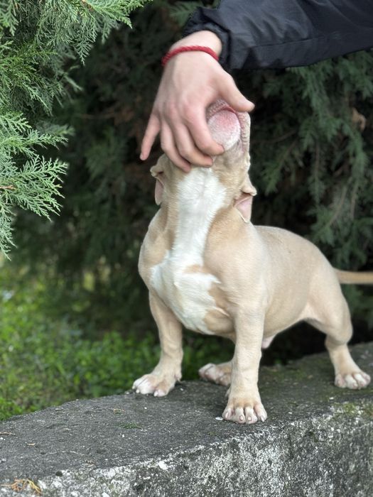 Американско були покет