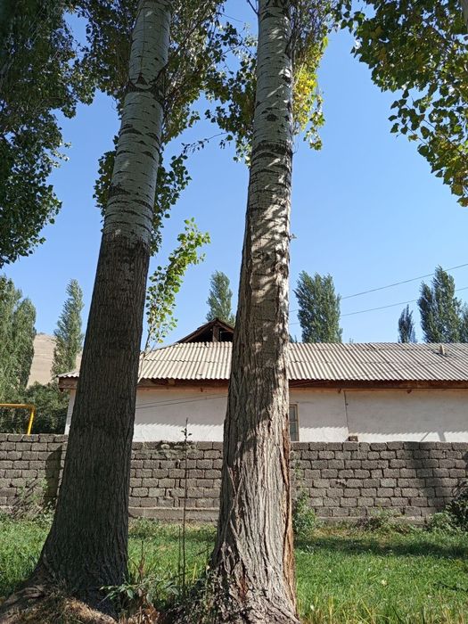 Тераклар сотилади