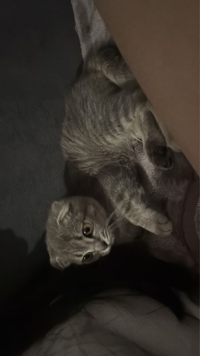 Продаю котенка добрым людям