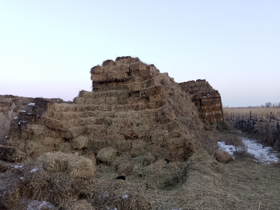 Жаи шоп сатылады 500тгден винзавод та