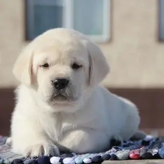 Срочно в хорошие руки Лабрадор