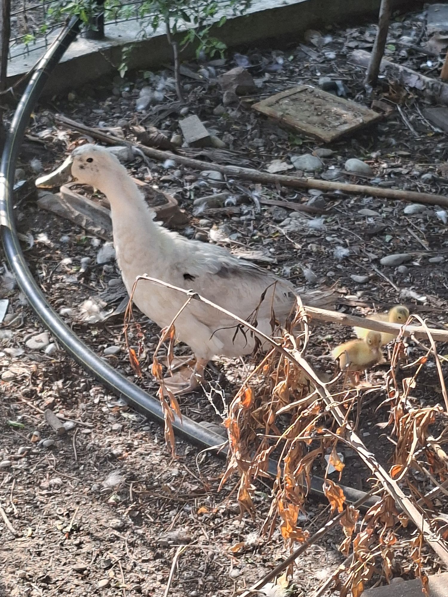 Rata românească cu boboci (pekin)