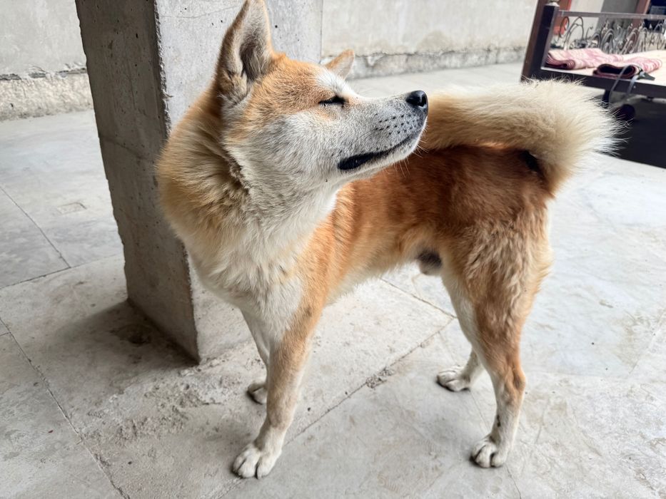 Akita inu 3 mln toza qon