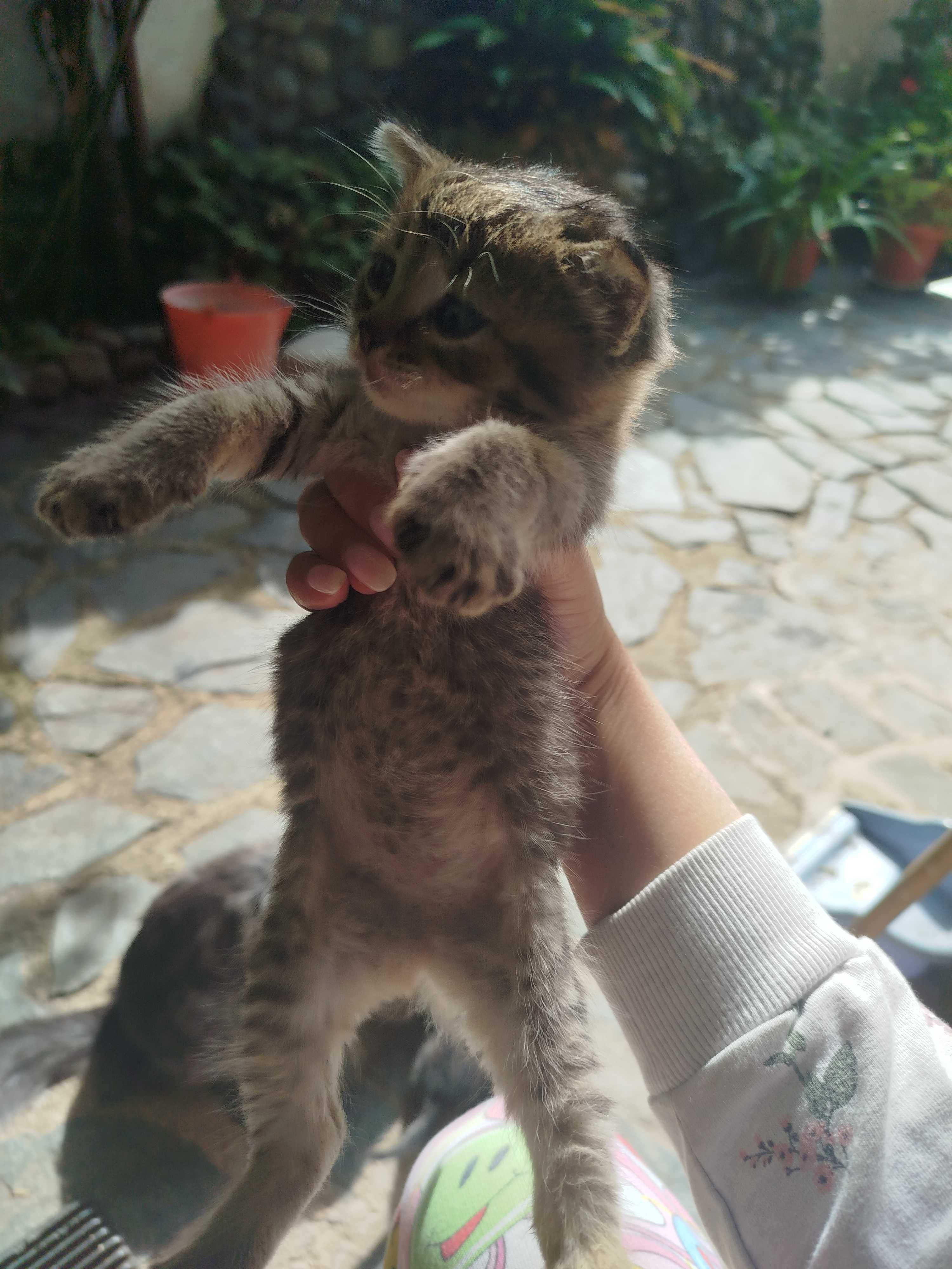 Подарявам малки котенца