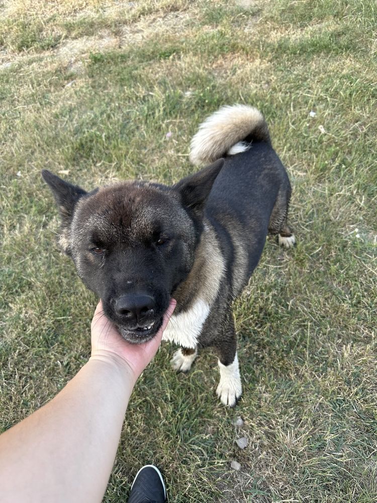 Donez Akita American