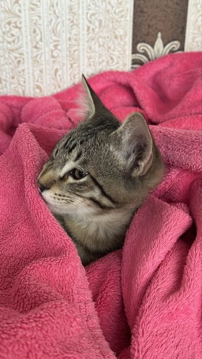 Отдам даром очаровательного котёнка!