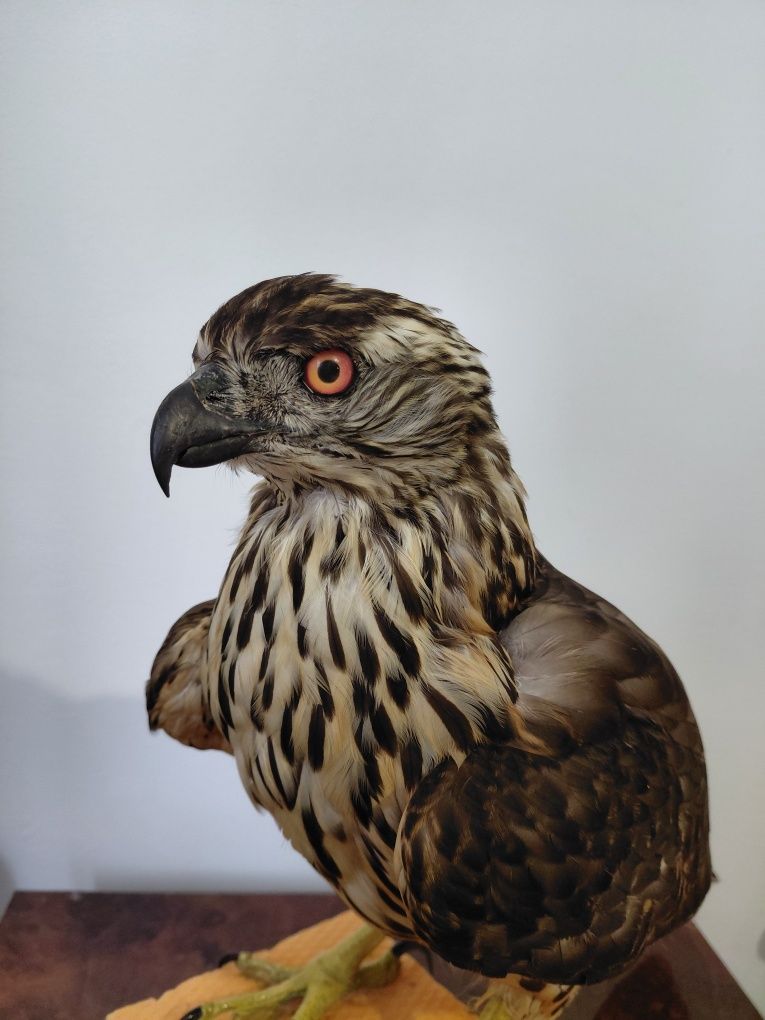 Uliu impaiat, taxidermie
