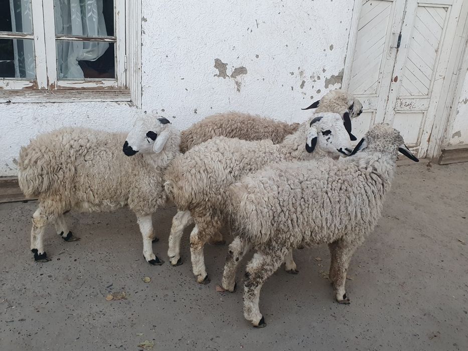 4та эгизак кучкор баррала сотилади Шофирконда