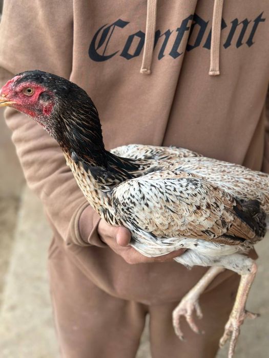 Куланги домашнее сотилади