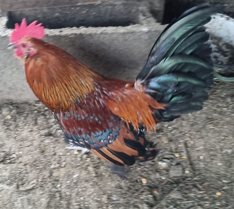 Cocoșei mii de flori