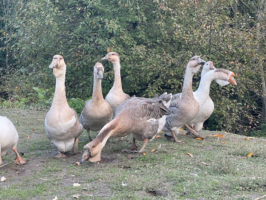 Vand gaste talie mare