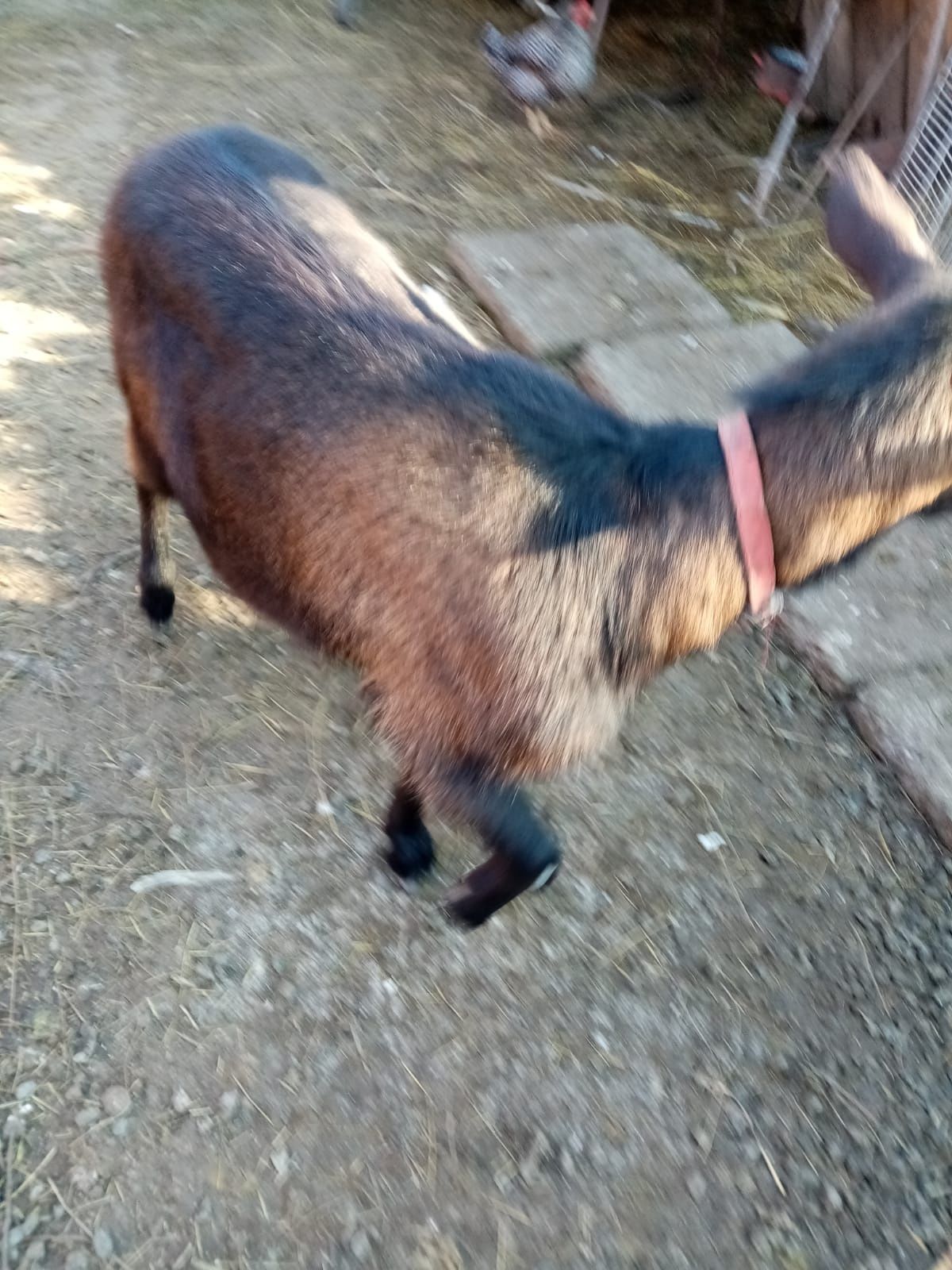 Capra de vânzare