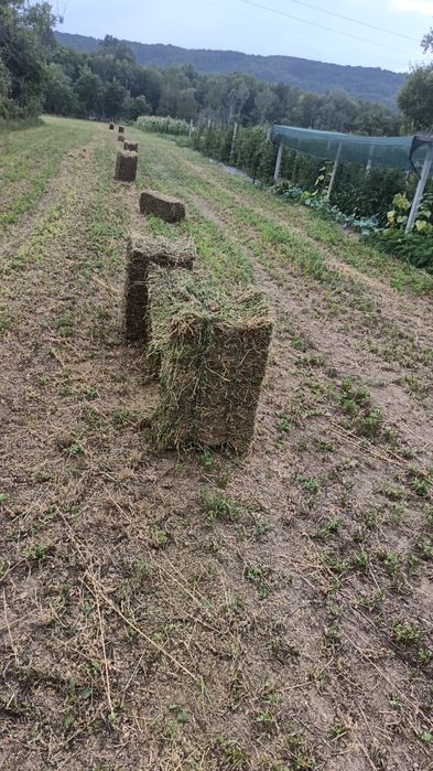 Baloti lucerna calitatea 1