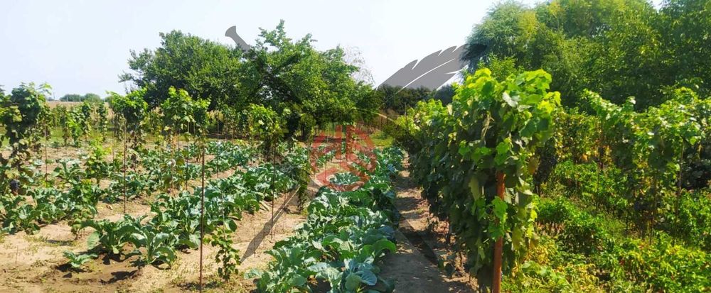 Земеделска земя в Костиево, 34744