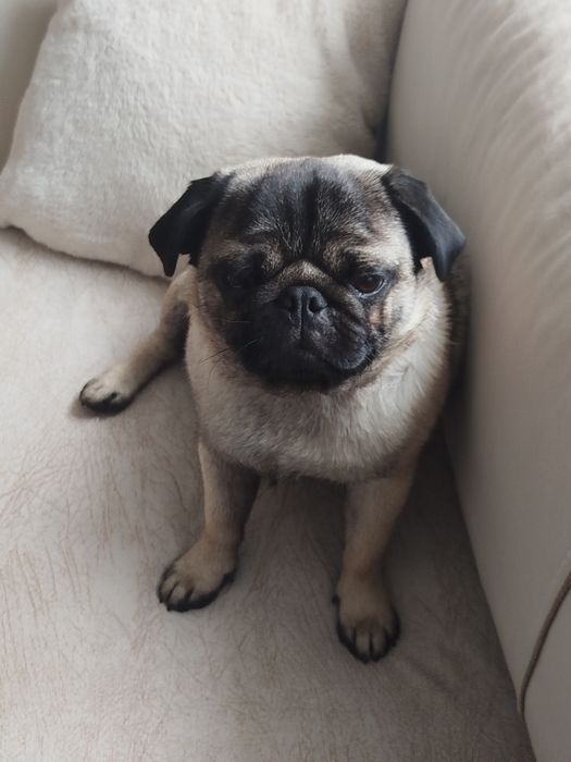 Мопс момче на 10 меца