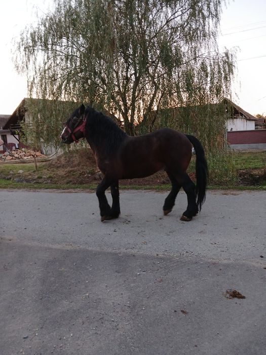 Vând Armasar de 10 ani