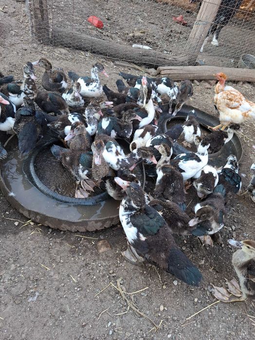 Boboci rața leșească(Cairina moschata.)