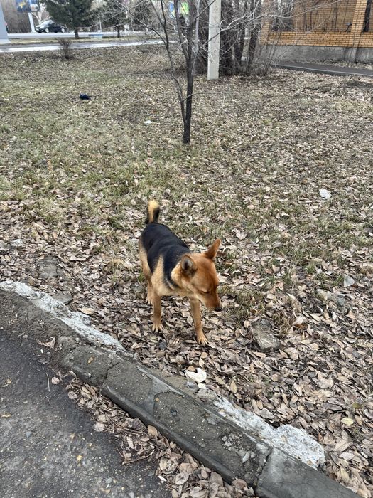 Ищем дом для собачки