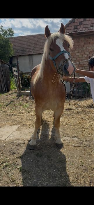 De vanzare manza de 3 ani de polonia invatata la utilaje si calarie